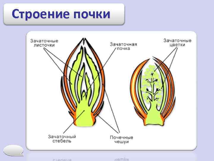 Строение почки 