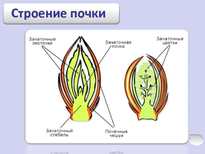 Строение почки 