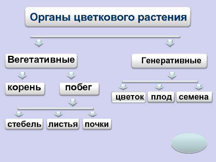 Органы цветкового растения Вегетативные корень побег стебель листья почки Генеративные цветок плод семена 