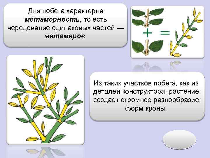Цель побега. Метамерность побега. Метамерное строение побега. Метамерность растения. Метамер побега состоит.