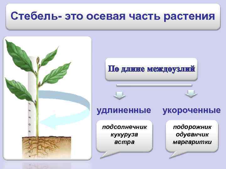 Строение побега домашнего растения