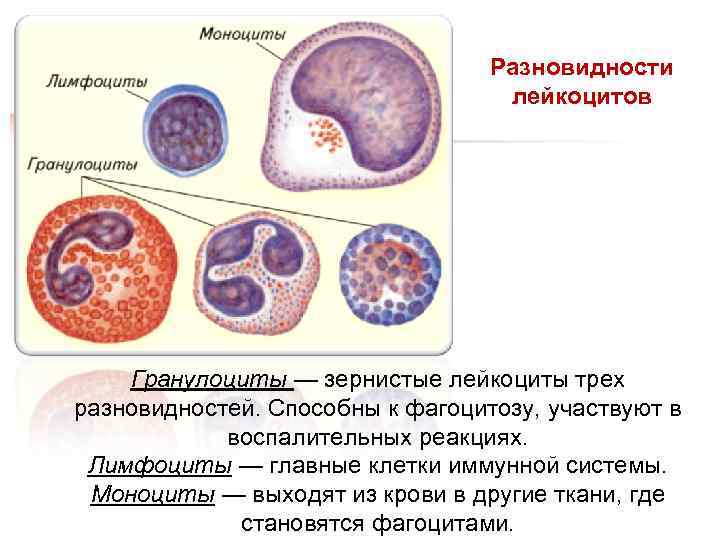 Разновидности лейкоцитов Гранулоциты — зернистые лейкоциты трех разновидностей. Способны к фагоцитозу, участвуют в воспалительных