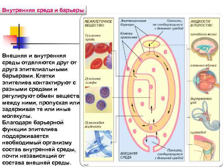 Внутренняя среда и барьеры Внешняя и внутренняя среды отделяются друг от друга эпителиальными барьерами.