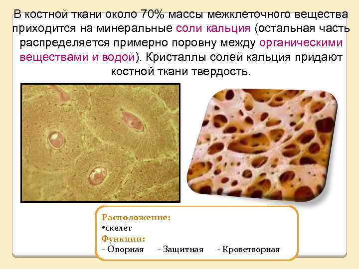 Входит в состав костной ткани. Межклеточное вещество костной ткани. Строение межклеточного вещества костной ткани. Межклеточное в-во в костной ткани. Межклеточное вещество в костной ткани человека.