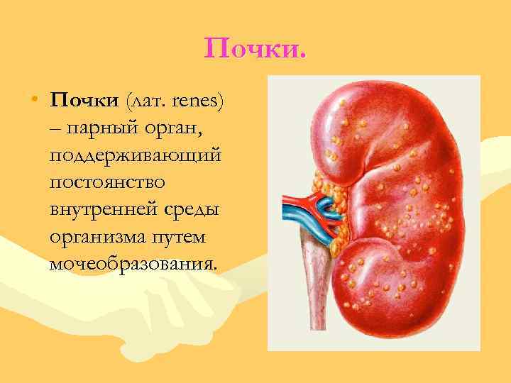 Почки. • Почки (лат. renes) – парный орган, поддерживающий постоянство внутренней среды организма путем