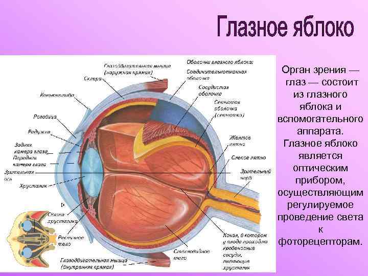 Орган зрения — глаз — состоит из глазного яблока и вспомогательного аппарата. Глазное яблоко