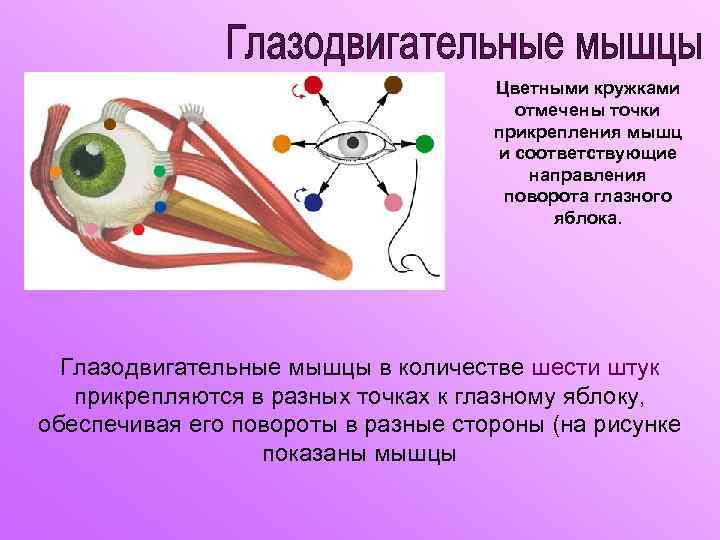 Глазодвигательный нерв мышцы. Глазодвигательные мышцы анатомия иннервация функции. Глазодвигательные мышцы анатомия анализаторы. Глазодвигательные мышцы их прикрепление и иннервация. Глазодвигательные мышцы глаза иннервация.