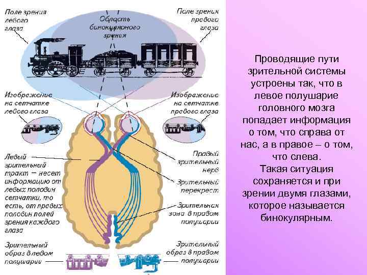 Проводящие пути зрительной системы устроены так, что в левое полушарие головного мозга попадает информация