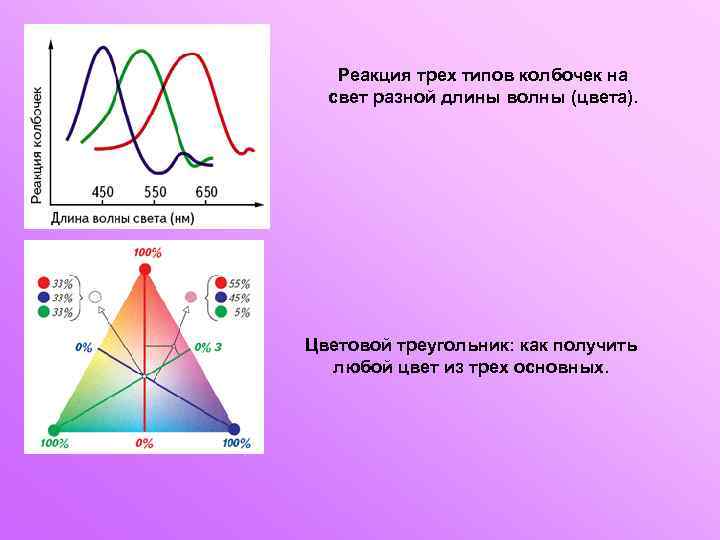 Реакция трех типов колбочек на свет разной длины волны (цвета). Цветовой треугольник: как получить