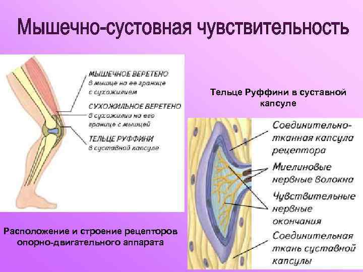 Рецепторы двигательного