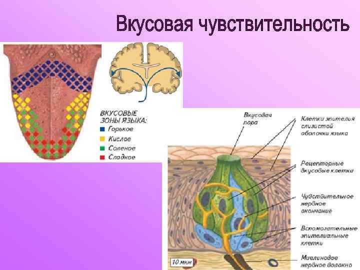 Язык полей. Вкусовой анализатор анализатор пороги чувствительности. Вкусовая чувствительность. Вкусовая чувствительность языка. Виды вкусовой чувствительности.