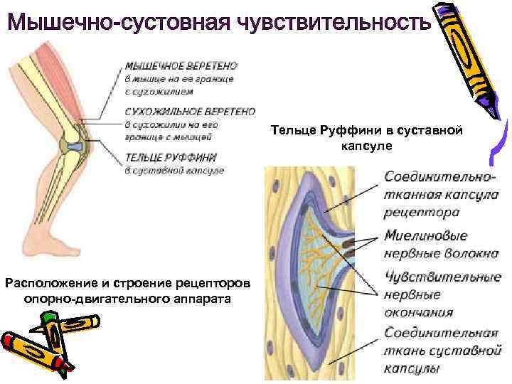 Тельце Руффини в суставной капсуле Расположение и строение рецепторов опорно-двигательного аппарата 