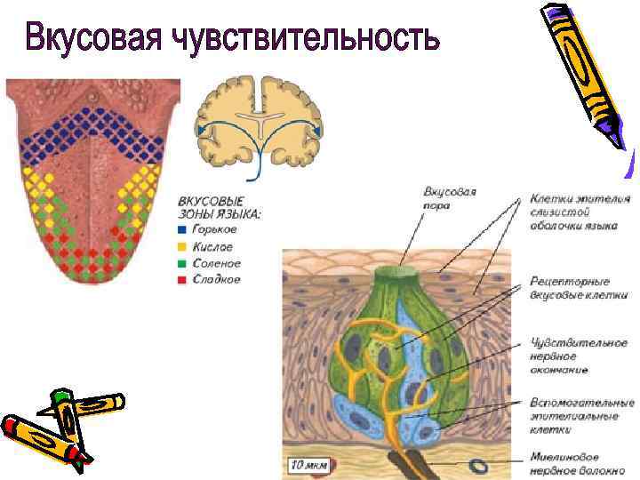 Вкусовая сенсорная система презентация