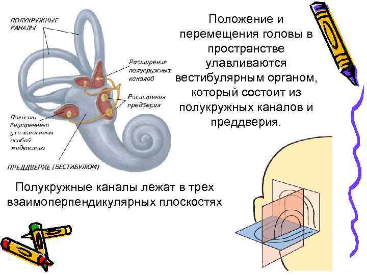 Жидкость полукружного канала. Полукружные каналы. Расположение полукружных каналов. Строение ампулы полукружного канала. Сколько полукружных каналов.