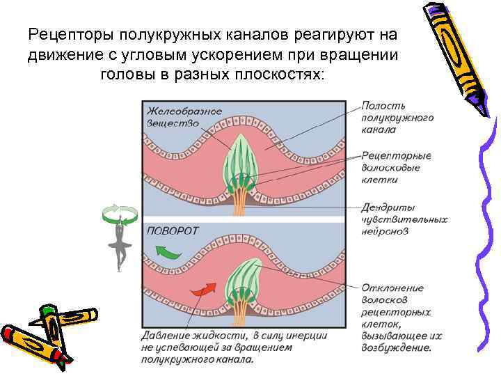 Рецепторы полукружных каналов реагируют на движение с угловым ускорением при вращении головы в разных