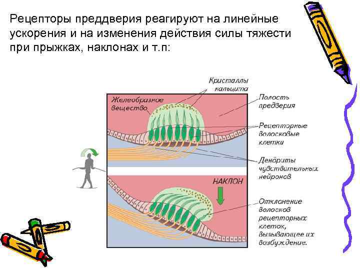 Пропали рецепторы. Рецепторный аппарат преддверия. Рецепторы ускорения. Рецепторы отолитового аппарата реагируют на движение. Линейные ускорения воспринимаются рецепторами.