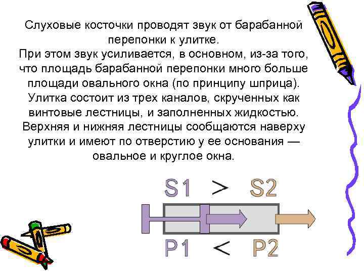 Слуховые косточки проводят звук от барабанной перепонки к улитке. При этом звук усиливается, в