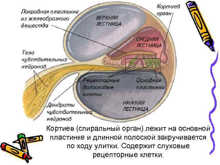 Аксиальный срез улитки схема строения спирального органа кортиев орган