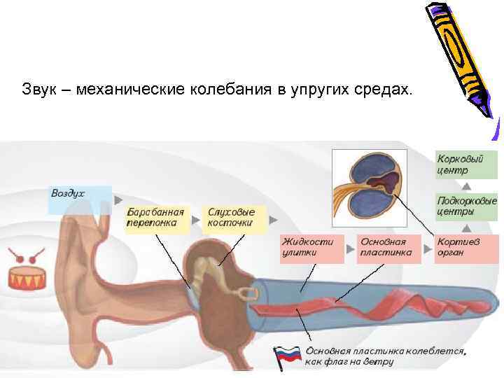 Звук – механические колебания в упругих средах. 