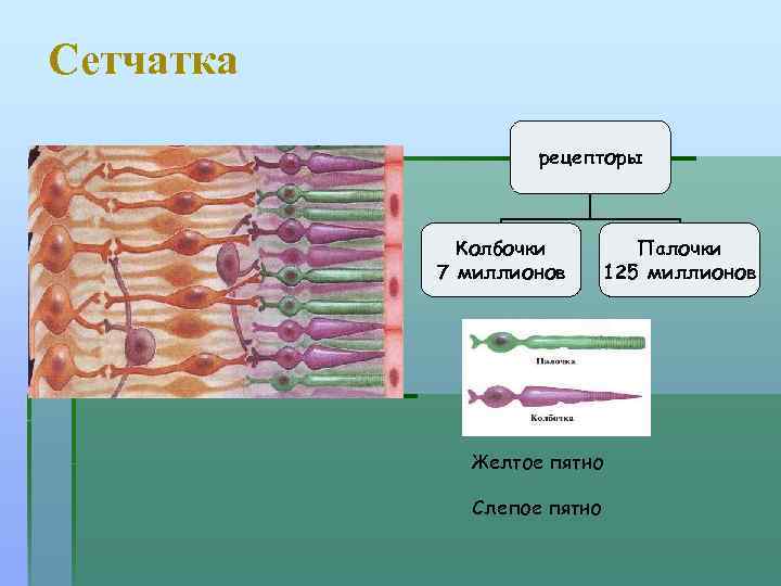 Сетчатка рецепторы Колбочки 7 миллионов Палочки 125 миллионов Желтое пятно Слепое пятно 
