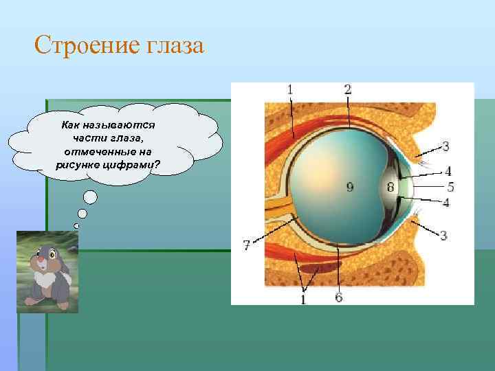 Строение глаза Как называются части глаза, отмеченные на рисунке цифрами? 