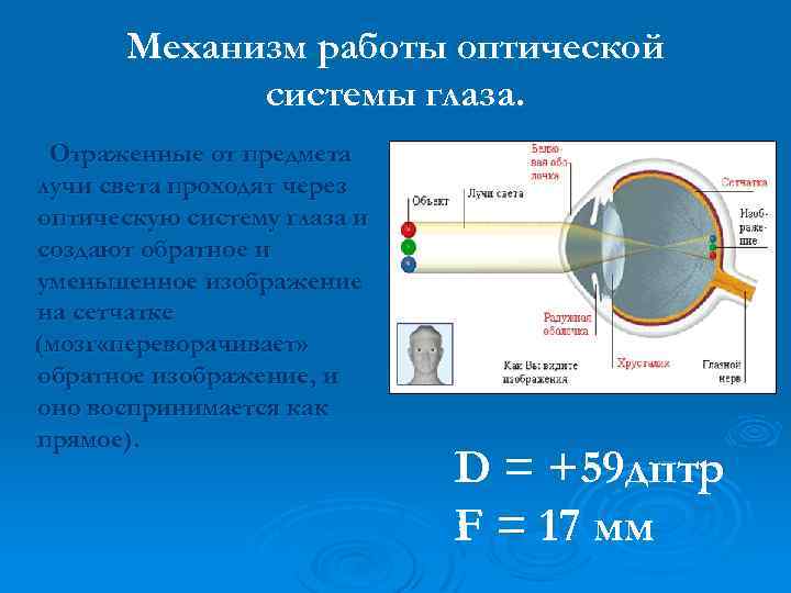 Механизм работы оптической системы глаза. Отраженные от предмета лучи света проходят через оптическую систему