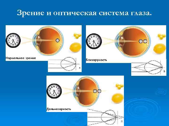 Зрение и оптическая система глаза. 