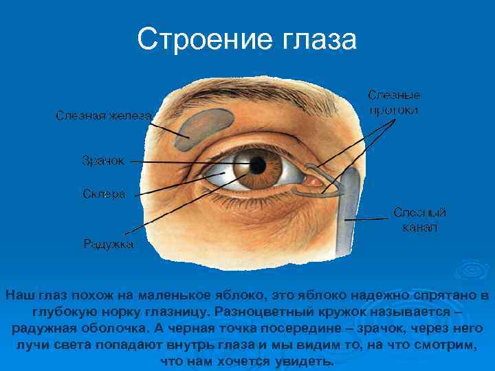 Строение глаза Наш глаз похож на маленькое яблоко, это яблоко надежно спрятано в глубокую