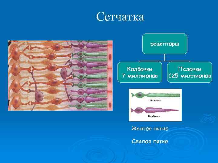 Сетчатка рецепторы Колбочки 7 миллионов Палочки 125 миллионов Желтое пятно Слепое пятно 