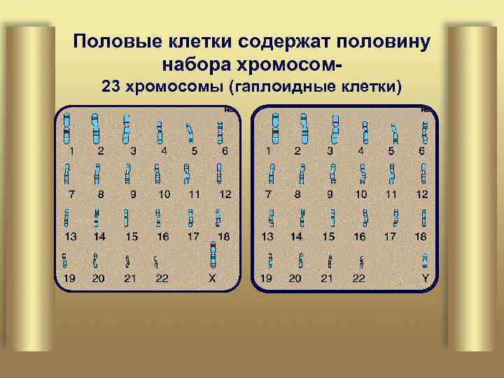 Половые клетки содержат половину набора хромосом 23 хромосомы (гаплоидные клетки) 