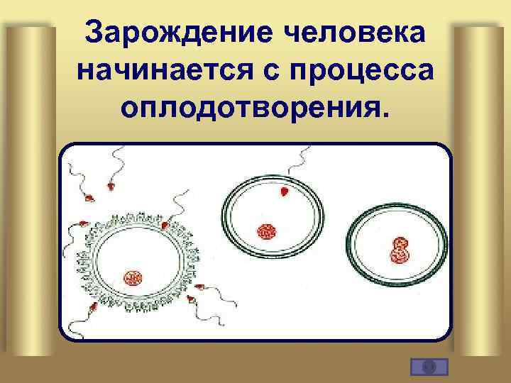 Зарождение человека начинается с процесса оплодотворения. 