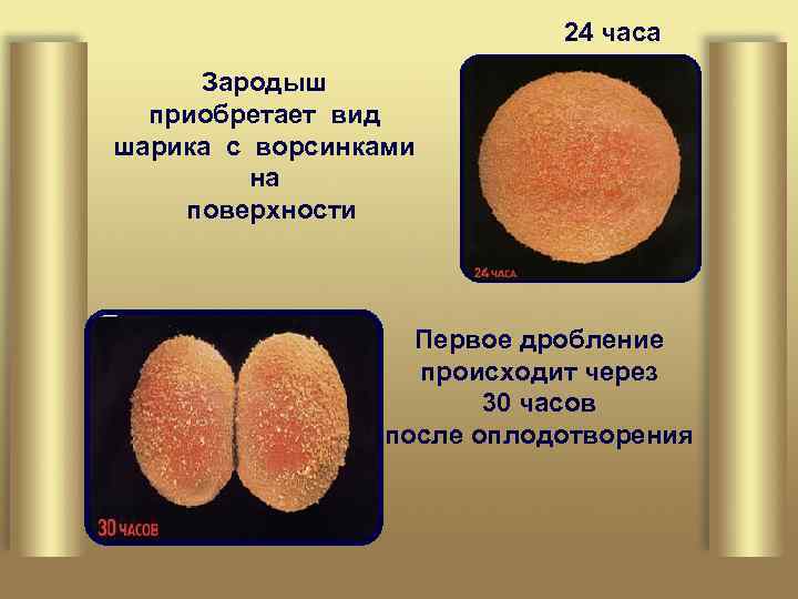24 часа Зародыш приобретает вид шарика с ворсинками на поверхности Первое дробление происходит через