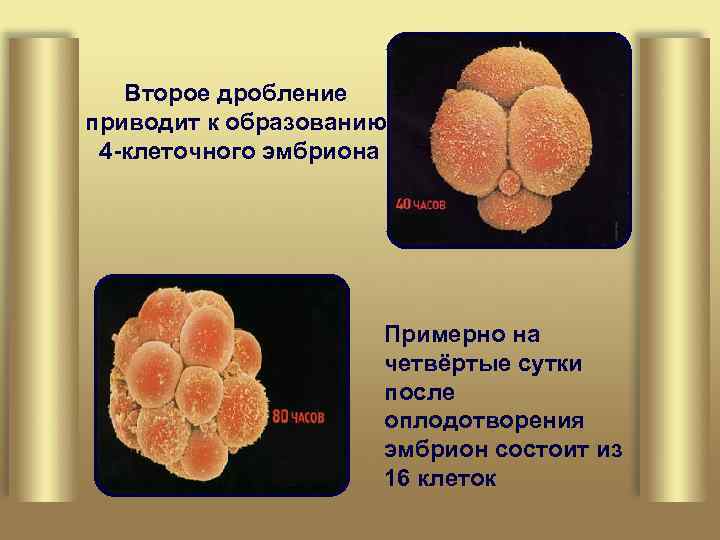 Второе дробление приводит к образованию 4 -клеточного эмбриона Примерно на четвёртые сутки после оплодотворения