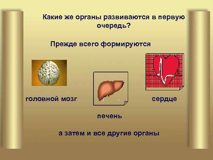 Какие же органы развиваются в первую очередь? Прежде всего формируются головной мозг сердце печень