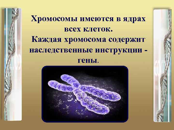 Хромосомы имеются в ядрах всех клеток. Каждая хромосома содержит наследственные инструкции гены. 