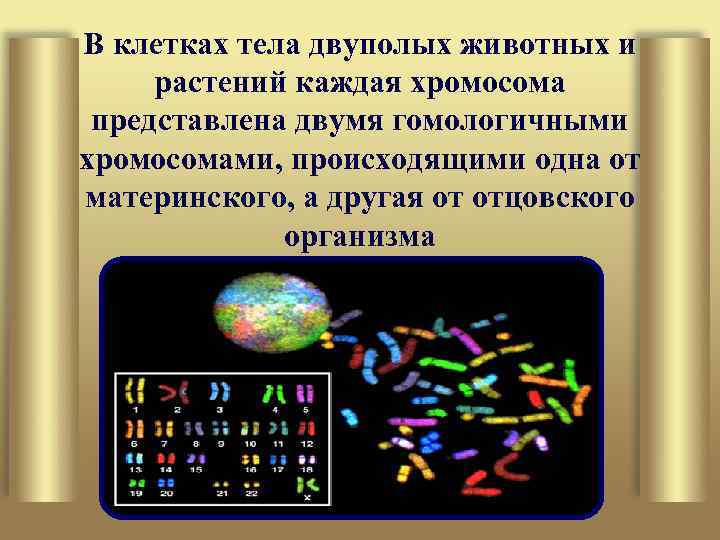 В клетках тела двуполых животных и растений каждая хромосома представлена двумя гомологичными хромосомами, происходящими