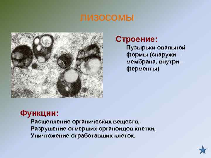 лизосомы Строение: Пузырьки овальной формы (снаружи – мембрана, внутри – ферменты) Функции: Расщепление органических