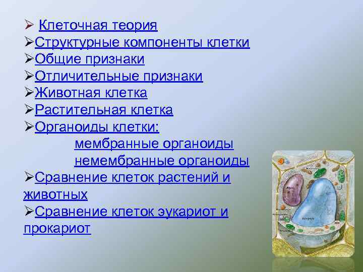 Ø Клеточная теория ØСтруктурные компоненты клетки ØОбщие признаки ØОтличительные признаки ØЖивотная клетка ØРастительная клетка