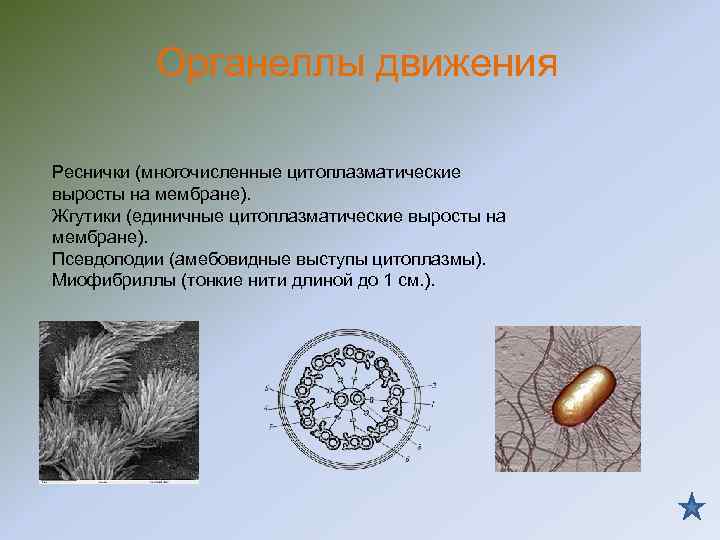 Органеллы движения Реснички (многочисленные цитоплазматические выросты на мембране). Жгутики (единичные цитоплазматические выросты на мембране).