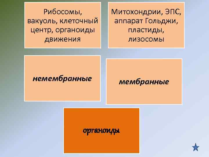 Рибосомы, вакуоль, клеточный центр, органоиды движения Митохондрии, ЭПС, аппарат Гольджи, пластиды, лизосомы немембранные органоиды