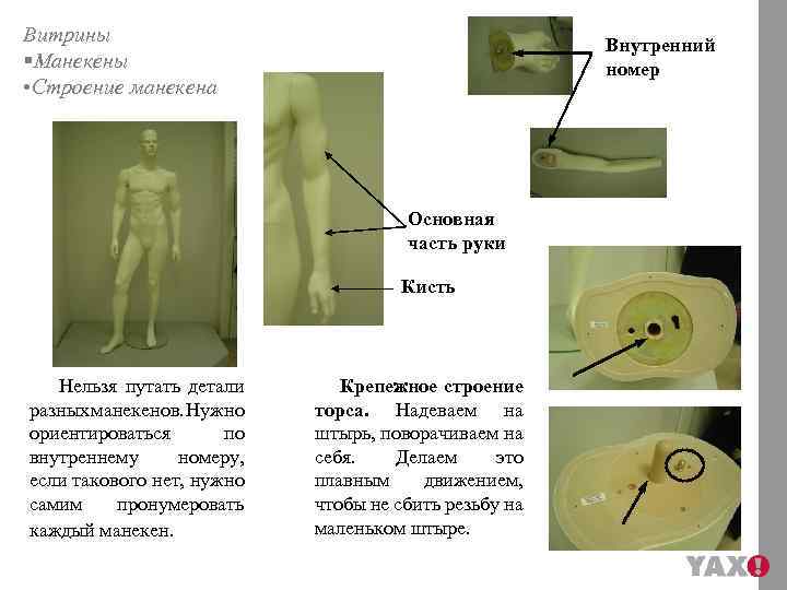 Витрины §Манекены • Строение манекена Внутренний номер Основная часть руки Кисть Нельзя путать детали