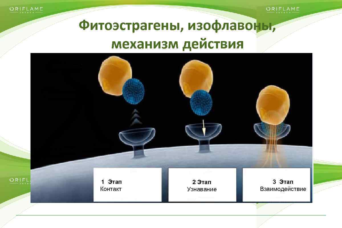 Фитоэстрагены, изофлавоны, механизм действия 1 Этап Контакт Copyright © 2014 by Oriflame Cosmetics SA