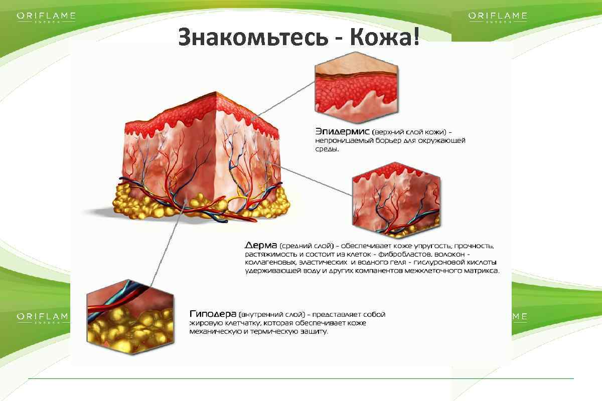 Знакомьтесь Кожа! Copyright © 2014 by Oriflame Cosmetics SA 