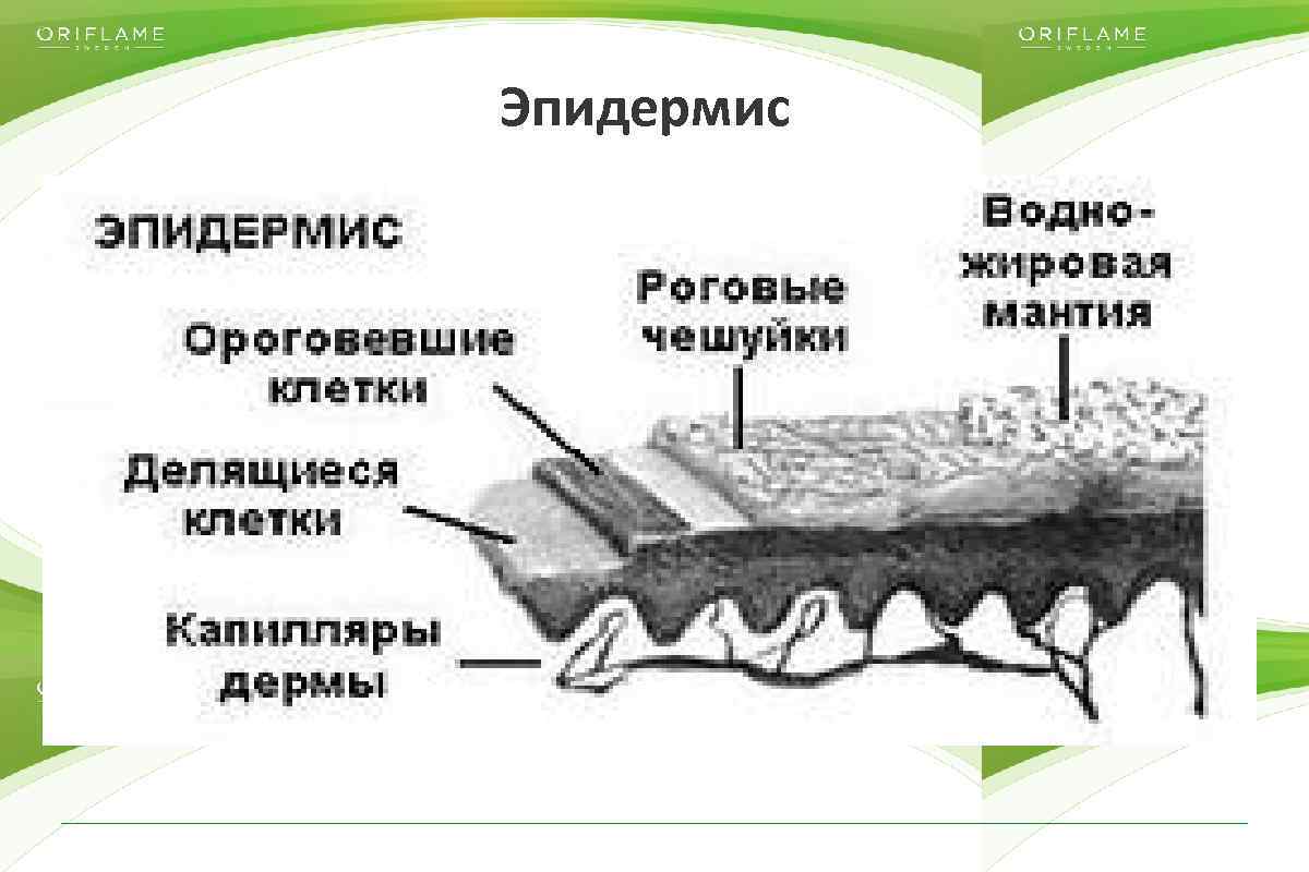 Эпидермис Copyright © 2014 by Oriflame Cosmetics SA 