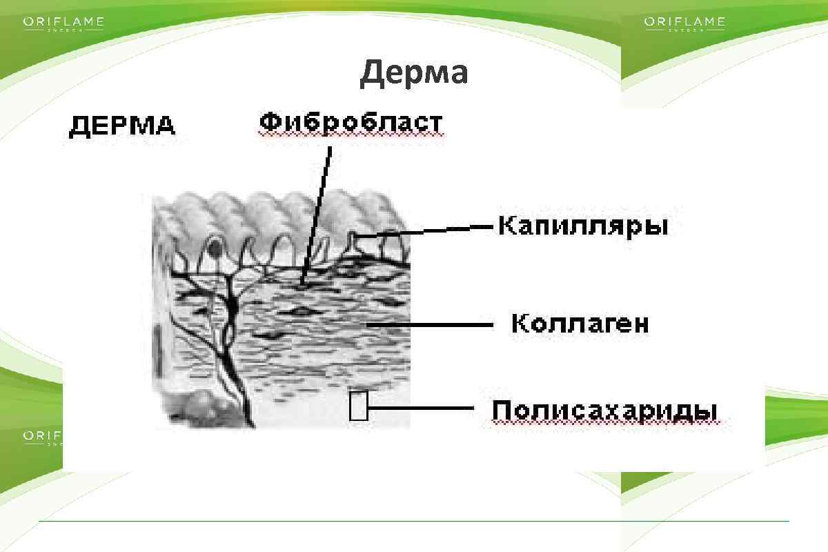 Дерма Copyright © 2014 by Oriflame Cosmetics SA 