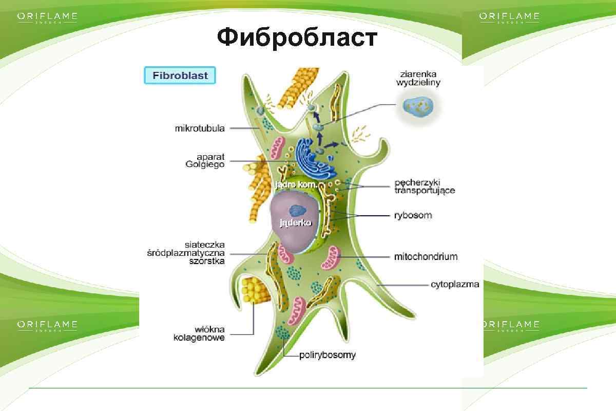Фибробласт Copyright © 2014 by Oriflame Cosmetics SA 