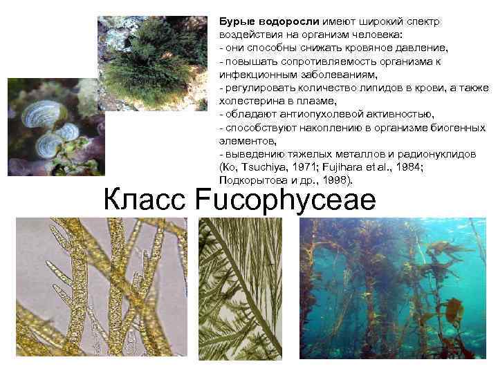 Общие признаки бурых водорослей. Бурые диатомовые водоросли. Многоклеточные бурые водоросли. Размер бурых водорослей. Бациллариофициевые водоросли.