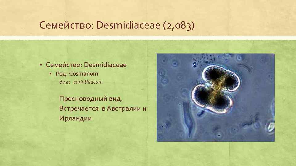 Семейство: Desmidiaceae (2, 083) § Семейство: Desmidiaceae § Род: Cosmarium Вид: carinthiacum Пресноводный вид.