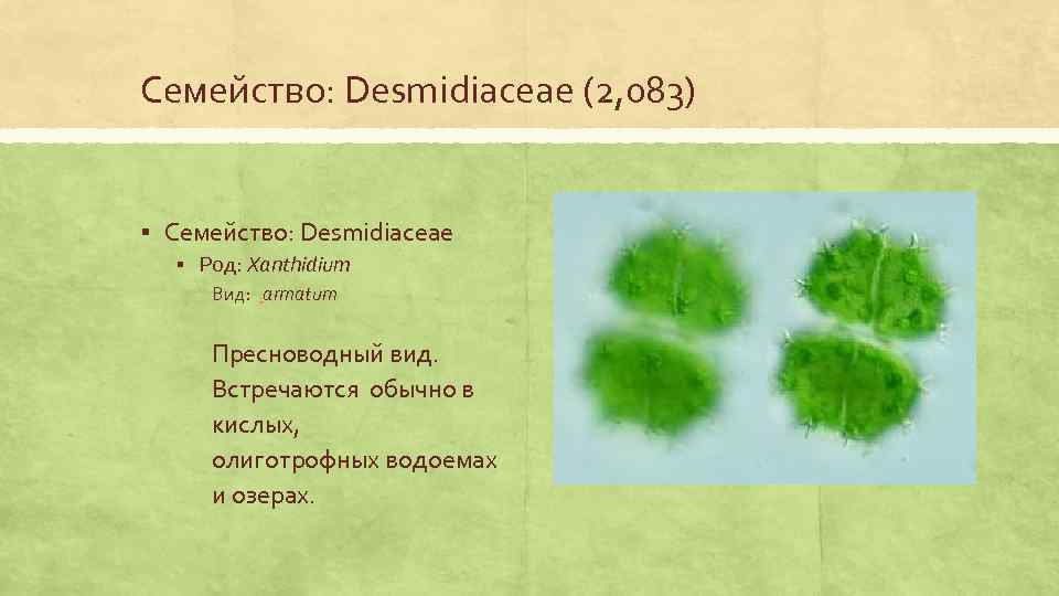 Семейство: Desmidiaceae (2, 083) § Семейство: Desmidiaceae § Род: Xanthidium Вид: armatum Пресноводный вид.