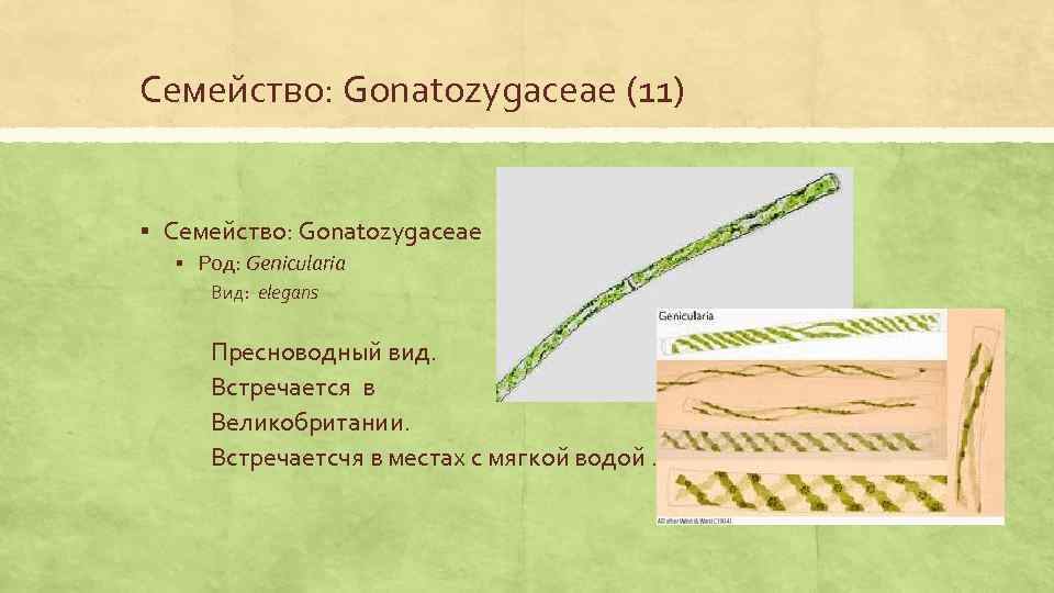 Семейство: Gonatozygaceae (11) § Семейство: Gonatozygaceae § Род: Genicularia Вид: elegans Пресноводный вид. Встречается